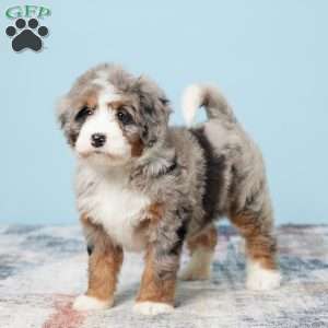 Blessing, Mini Bernedoodle Puppy